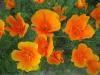 California poppy Eschscholzia californica